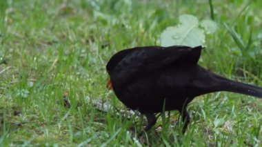 Sıradan bir karatavuk ya da çimenlerde yiyecek arayan Turdus Merula. Vahşi doğada erkek kara kuş. Soçi, Rusya.
