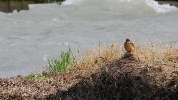 Eurazjatycki rybak lub Alcedo w tym. Kolorowe ptaki siedzą na trawie nad wodą i czekają na ryby. — Wideo stockowe