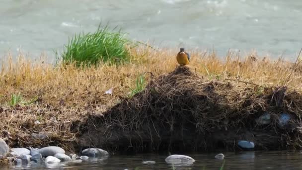 ユーラシアのカワセミやアルセドこれ。水の上に草の上に座って魚を待つカラフルな鳥. — ストック動画