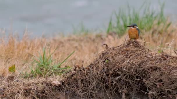 ユーラシアのカワセミやアルセドこれ。水の上の草の上に雨の下に座って魚を待つカラフルな鳥. — ストック動画