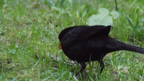 Vanlig koltrast eller Turdus merula letar efter mat på gräs. En manlig mörk fågel i djurlivet. Sotji, Ryssland. — Stockvideo