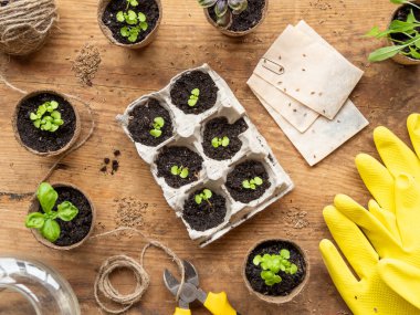 Tahta masanın üzerinde biyolojik olarak çözünebilen çömlekler içinde fesleğen tohumları. Yeşil bitkiler, turba tencereleri ve tarım aletleri. Yumurta kutularının yeniden kullanımı.