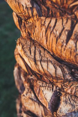 Gün batımında palmiye kabuğunun yakın plan fotoğrafı. Güneş, tropikal ağaç gövdesinde parlıyor..