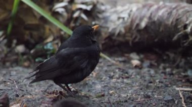 Yaralı karatavuk ya da Turdus Merula kameraya ihtiyatlı bakıyor. Sırtında çıplak deri olan kara kuş kaçıp gidecek. Soçi, Rusya.