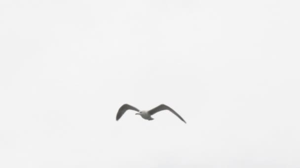 シーグルはソチ市の上空を飛ぶ。飛行中の海の鳥。ロシア. — ストック動画