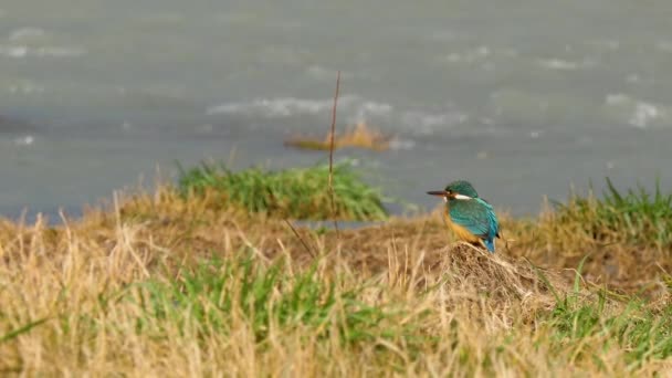 Fisher eurasiatico o Alcedo atthis. Uccello colorato seduto sull'erba sopra l'acqua e in attesa di pesce. — Video Stock