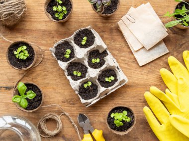 Tahta masanın üzerinde biyolojik olarak çözünebilen çömlekler içinde fesleğen tohumları. Yeşil bitkiler, turba tencereleri ve tarım aletleri. Yumurta kutularının yeniden kullanımı.
