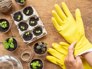 Tahta masanın üzerinde biyolojik olarak çözünebilen çömlekler içinde fesleğen tohumları. Yeşil bitkiler, çömlek ve tohumlar. Yumurta kutularının tekrar kullanımı. Kadın sarı lastik eldiven takıyor..
