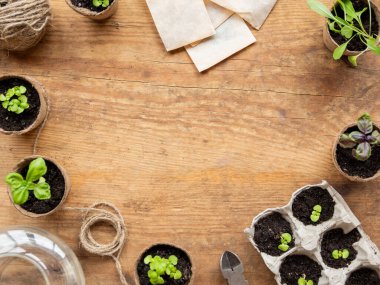 Tahta masanın üzerinde biyolojik olarak çözünebilen çömlekler içinde fesleğen tohumları. Yeşil bitkiler, turba tencereleri ve tarım aletleri. Yumurta kutularının yeniden kullanımı.