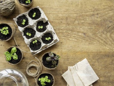 Tahta masanın üzerinde biyolojik olarak çözünebilen çömlekler içinde fesleğen tohumları. Yeşil bitkiler, turba tencereleri ve tarım aletleri. Yumurta kutularının yeniden kullanımı.