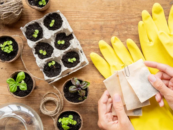 Basil seedlings in biodegradable pots on wooden table. Woman in protective yellow rubber gloves holds paper bags with seeds. Top view on green plants in peat pots and agricultural tools.