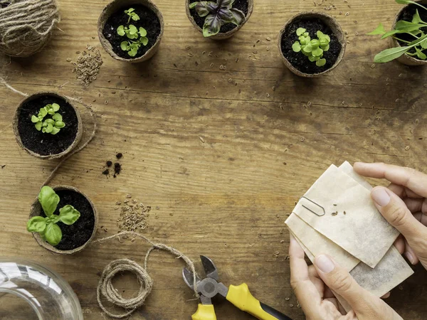 Basil seedlings in biodegradable pots. Woman holds paper bags with seeds. Top view on green plants in peat pots and agricultural tools. Copy space on wooden table.