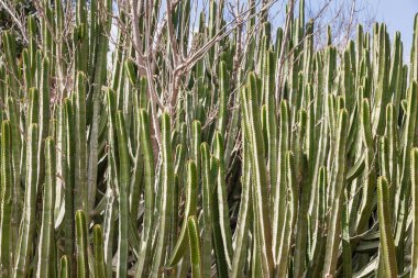 Büyük bir dikenli kaktüs kümesi. Bahçelerde ve parklarda egzotik bitkiler yetiştiriyor. Dikenli yeşil kaktüsler. Floriana, Malta.