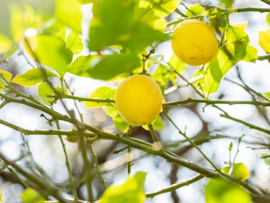 Güneş limon ağacının yaprakları arasında parlıyor. Taze olgun meyveler dallarda yetişir. Türkiye 'de tarım bahçeleri.