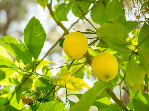 Solen Skiner Genom Lövverk Citronträd Färska Mogna Frukter Växer Grenar — Stockfoto