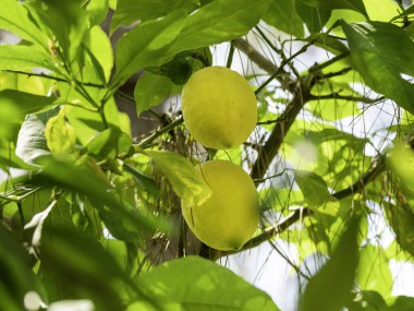 Güneş limon ağacının yaprakları arasında parlıyor. Taze olgun meyveler dallarda yetişir. Türkiye 'de tarım bahçeleri.