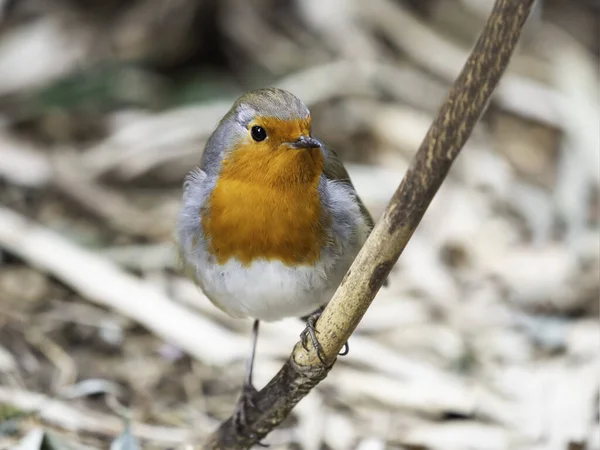 Robin Europeu Erithacus Rubecula Conhecido Simplesmente Como Robin Redbreast Pássaro — Fotografia de Stock