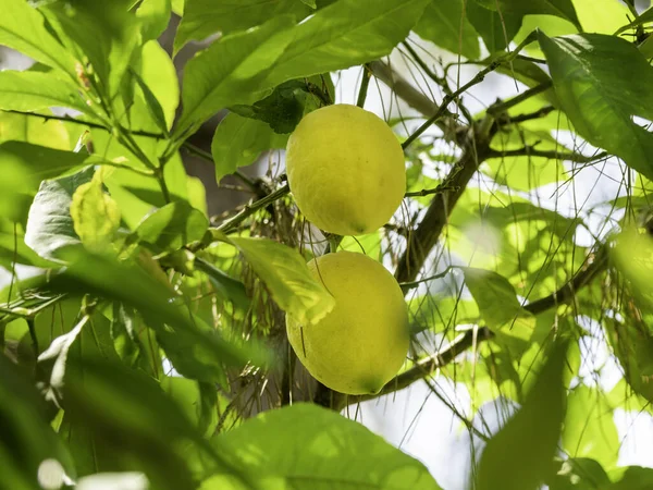 Slunce Svítí Skrz Listí Citronu Čerstvé Zralé Plody Rostou Větvích — Stock fotografie