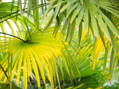 Güneş palmiye yapraklarının arasından parlıyor. Taze yeşil yapraklı tropikal ağaç.