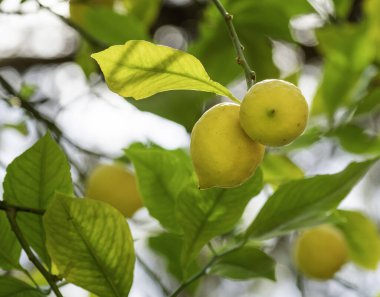 Güneş limon ağacının yaprakları arasında parlıyor. Taze olgun meyveler dallarda yetişir. Türkiye 'de tarım bahçeleri.