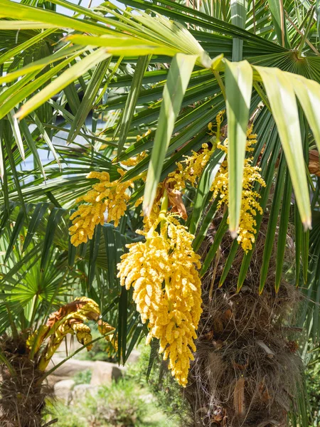 Blühende Palme Sonnigen Tagen Tropischer Baum Mit Leuchtend Gelben Blüten — Stockfoto