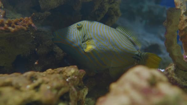 Orangefarbener Drückerfisch oder Balistapus undulatus. Demersal-Drückerfisch schwimmt in speziellem Aquarium. — Stockvideo