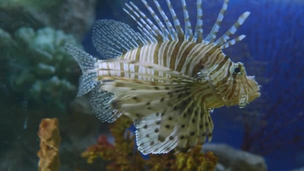 Pez león rojo, Pterois volitans o pez cebra. Peces venenosos de arrecife de coral flotan en tanque de acuario especial. — Vídeos de Stock