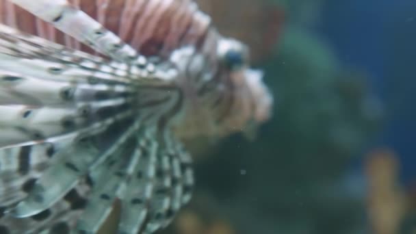 Pez león rojo, Pterois volitans o pez cebra. Peces venenosos de arrecife de coral flotan en tanque de acuario especial. — Vídeos de Stock