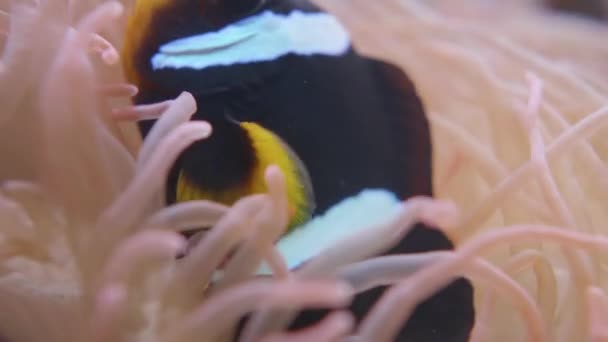 Amphiprion clarkii eller Clarks anemonefish. Gulstjärtsclownfiskar gömmer sig inuti Korkskruvtentaklets havsanemon eller Macrodactyla doreensis. — Stockvideo