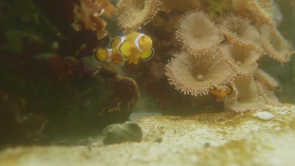 Pez payaso o pez anémona. Coloridos peces marinos nadan cerca de la anémona marina en un tanque especial. — Vídeos de Stock