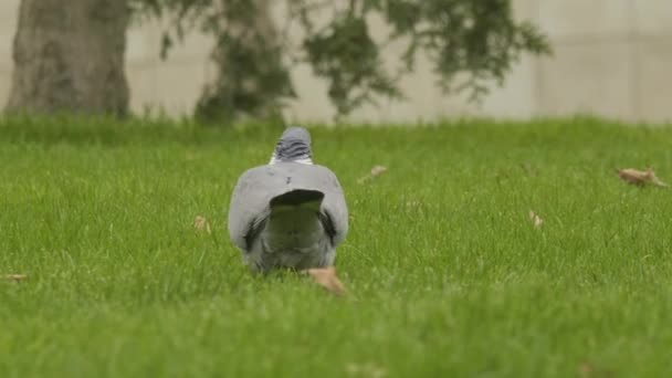 Common wood pigeon or Columba palumbus search for food in thick green grass. Birds on fresh lawn. — Stock Video