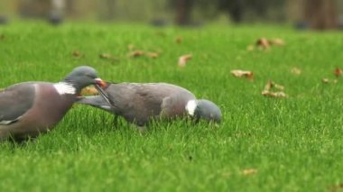 Sıradan bir orman güvercini ya da Columba palumbus kalın yeşil çimenlerde yiyecek arıyor. Taze çimlerde kuşlar.