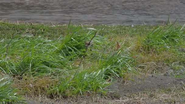 Eurasiatisk hoopoe eller Upupa epops söker efter mat i tjockt grönt gräs på flodstranden. — Stockvideo