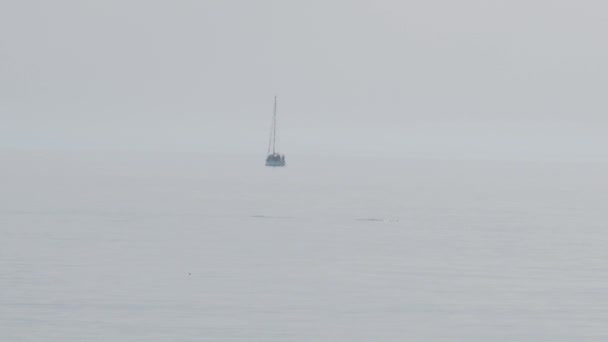 Fins of floating dolphins are visible above water of Black sea. Adler, Sochi, Russia. — Wideo stockowe