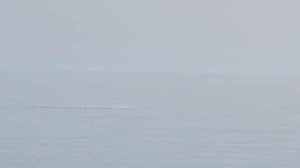 Fins of floating dolphins are visible above water of Black sea. Adler, Sochi, Russia. — Vídeo de Stock