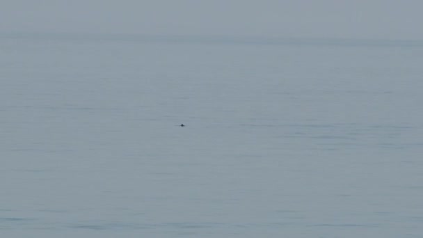 Finnen av flytende delfiner er synlig over vannet i Svartehavet. Adler, Sochi, Russland. – stockvideo