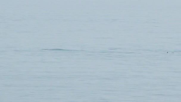 Las aletas de los delfines flotantes son visibles sobre el agua del mar Negro. Adler, Sochi, Rusia. — Vídeos de Stock