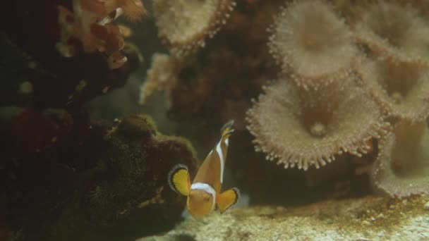 Klownfish lub anemonefish. Kolorowe ryby morskie pływają w pobliżu ukwiału morskiego w specjalnym zbiorniku. — Wideo stockowe