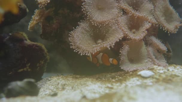 Klownfish lub anemonefish. Kolorowe ryby morskie pływają w pobliżu ukwiału morskiego w specjalnym zbiorniku. — Wideo stockowe