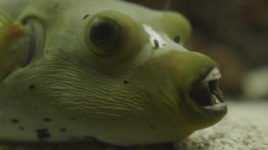 Japon pofuduk, kaplan puf veya torafugu videolarını kapat. Kirpi balığının makro görüntüleri.