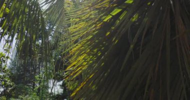 Güneş palmiye yapraklarının arasından parlıyor. Taze yeşil yapraklı tropikal ağaç.