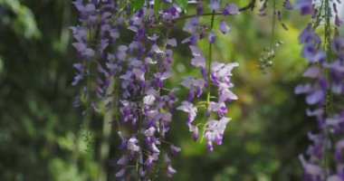 Çiçek açan Wisteria 'nın doğal arka planı. Ağaçlar yeşil yaprakların arasında mor çiçeklerle sarmaşıklara tırmanıyor. Yaz güneşli bir günde çiçek açan bir bitki..