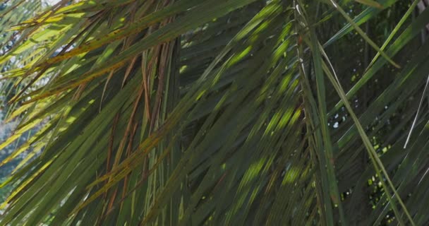 El sol brilla a través de hojas de palmeras. Árbol tropical con follaje verde fresco. — Vídeos de Stock