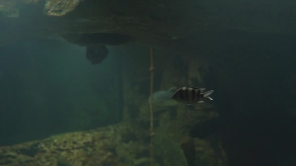 Skupina seržanta majora nebo pintana plave ve speciální nádrži se žralokem černým nebo Carcharhinus limbatus. Abudefduf saxatilis je druh damsobeckého. — Stock video