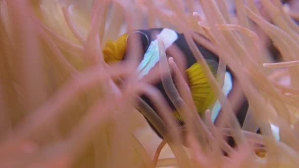 Amphiprion clarkii eller Clarks anemonefish. Gulstjärtsclownfiskar gömmer sig inuti Korkskruvtentaklets havsanemon eller Macrodactyla doreensis. — Stockvideo