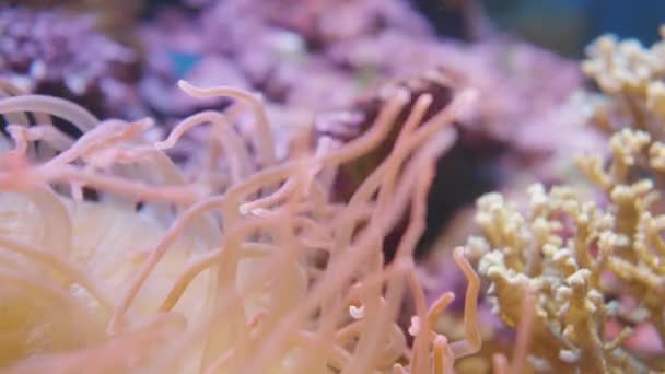 Macro filmato di tentacoli ondeggianti del tentacolo di cavatappi anemone marino o Macrodactyla doreensis. — Video Stock