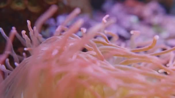 Imágenes macro de tentáculos balanceándose del tentáculo de sacacorchos anémona de mar o Macrodactyla doreensis. — Vídeos de Stock