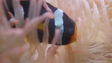 Amphiprion clarkii veya Clarks anemonik balığı. Sarı kuyruklu palyaço balığı, tirbuşon dokunaçlı deniz şakayığı ya da makrodactyla doreensis içinde saklanır..