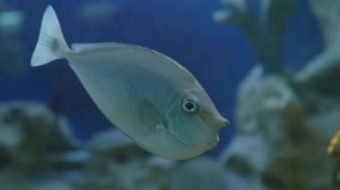 Bluespine unicornfish veya kısa burunlu unicornfish. Naso unicornis özel bir tankta yüzüyor..