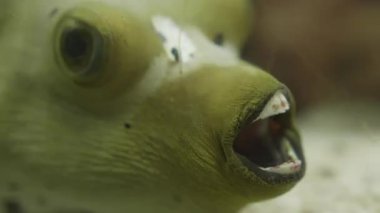Japon pofuduk, kaplan puf veya torafugu videolarını kapat. Kirpi balığının makro görüntüleri.